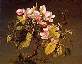 Apple Blossoms by Martin Johnson Heade
